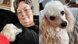 Cachorra Lily salva Susan Denker de ataque cardíaco ao alertar amiga em Cheyenne, Wyoming.. Reprodução: O Globo