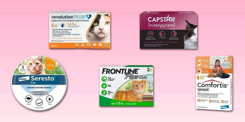 As melhores opções de tratamento contra pulgas para gatos em destaque. Reprodução: Business Insider