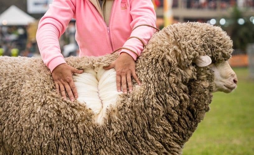 Estudo revela que roupas de lã contribuíram para transmissão da bactéria Borrelia recurrentis entre humanos.; Reprodução: Globo