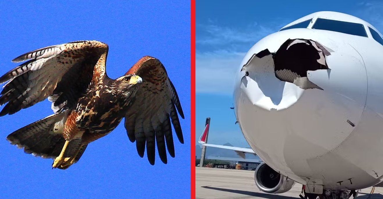Aeronáutica vai usar gaviões para evitar acidentes com aeronaves - Foto: VEJA