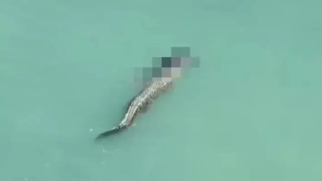 Cientistas descobrem nova espécie de crocodilo chamada Gryposuchus pachakamue.; Legenda da imagem. Reprodução: iG.