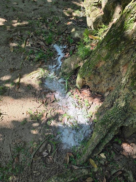 Campanha alerta sobre danos ao Jardim Botânico causados pelo depósito irregular de cinzas. Reprodução: O Globo