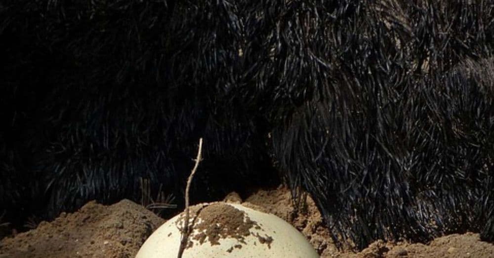 Animais Que Botam Ovos Além das Aves