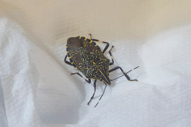 Percevejo Asiático Libera Odor para Afastar Predadores