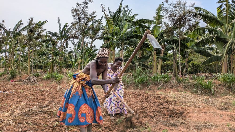 Mães colaboram em projeto agrícola em Sembabule, Uganda, enfrentando desafios do clima. Reprodução: El País