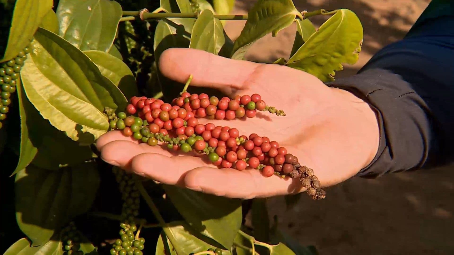 Legenda da imagem. Reprodução: Retorno do item 11