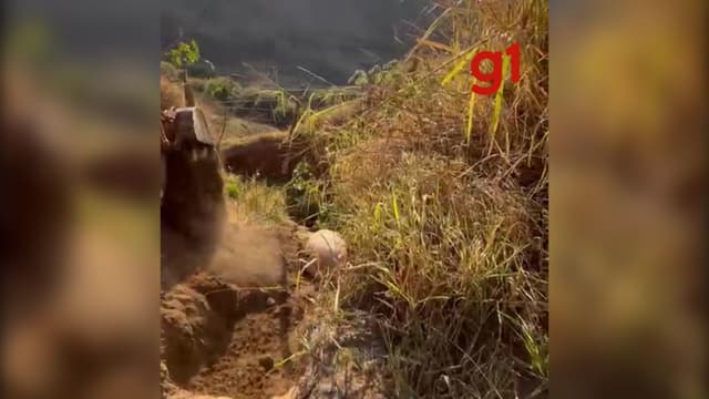 Cavalo mutilado é enterrado em Bananal após perícia e investigações sobre maus-tratos. Reprodução: Globo