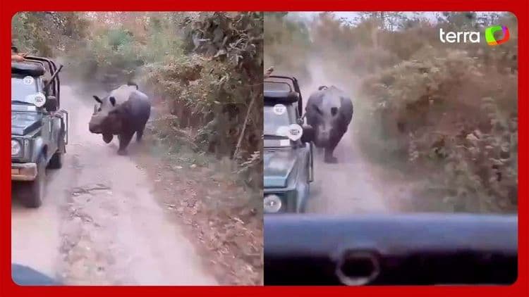 Rinoceronte Aterroriza Turistas em Parque Nacional da Índia