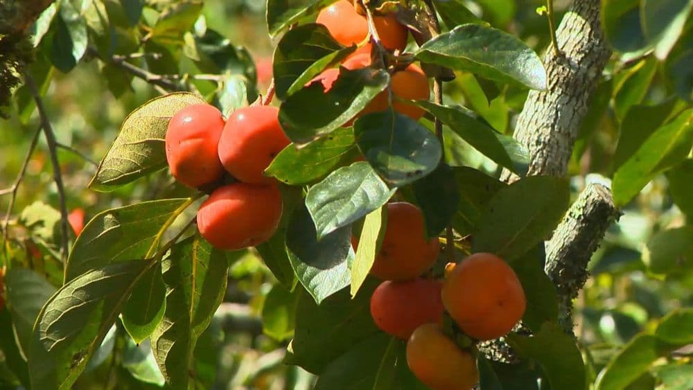 Família Mozer colhe 60 toneladas de caqui em Alfredo Chaves, destacando a fruta como alternativa de renda. Reprodução: Globo