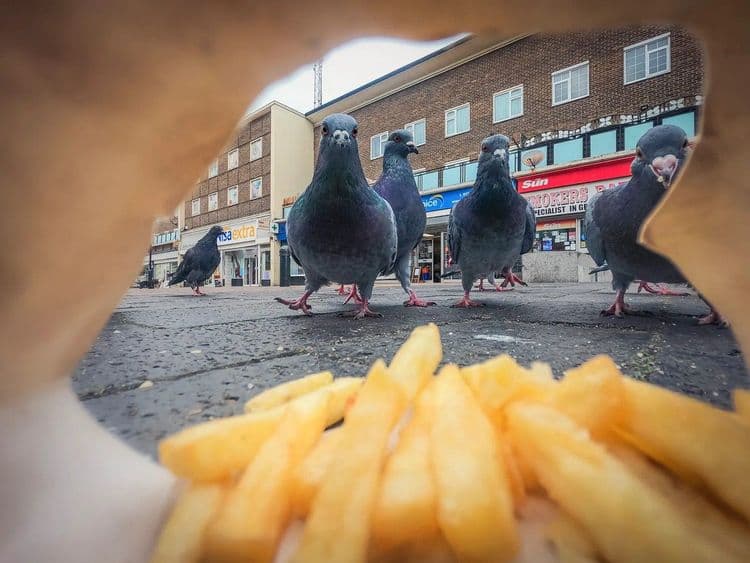 Imagens Surpreendentes da Vida Selvagem Britânica em Prêmios