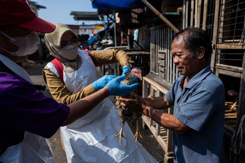 Veterinários coletam amostra para verificar presença do vírus H5N1 em aves no Camboja. Reprodução: Globo