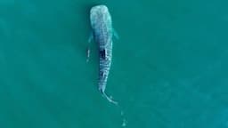 Pequena parte da maior espécie de peixe do mundo passa pela Ilha Bela. Reprodução:  Último Segundo