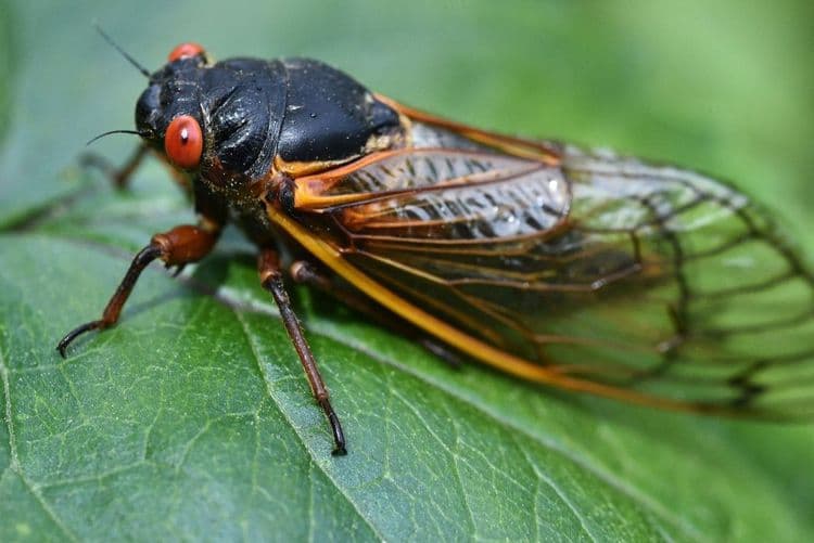 Cientistas estudam o ciclo de vida das cigarras e sua relação com números primos. Reprodução: Globo