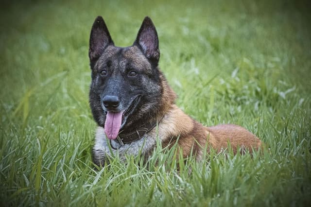 Nova medida busca unificar informações sobre animais de estimação em banco de dados nacional. Reprodução: CNN Brasil