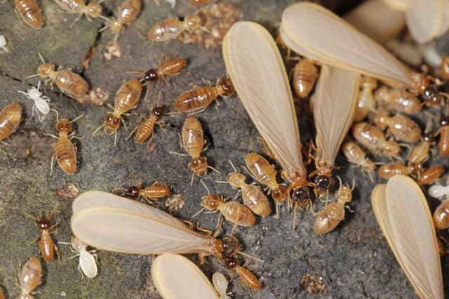 Cupins alados em revoada próxima a residências de Santa Cruz, no Rio. Legenda da imagem. Reprodução: Retorno do item 11