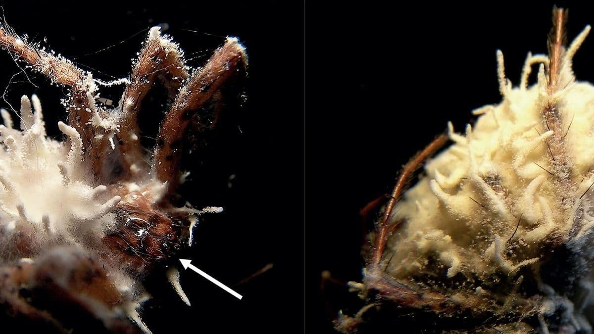 Novo fungo transforma aranhas em verdadeiros zumbis