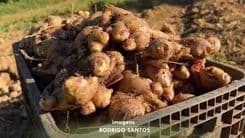 Produtores do Sudeste Paulista se animam com a crescente produção de gengibre. Reprodução: Globo