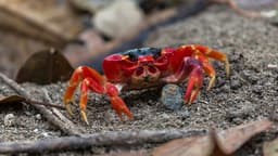 Caranguejo-vermelho demonstra resistência às mudanças climáticas