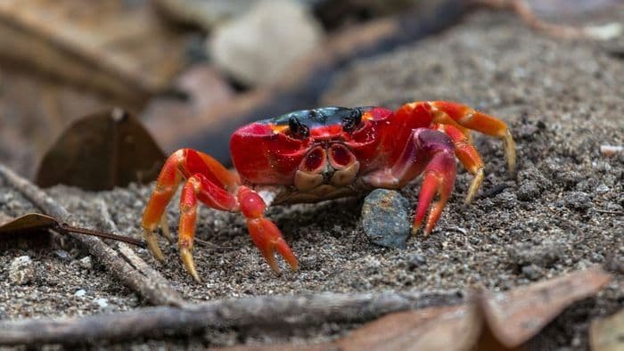 Caranguejo-vermelho demonstra resistência às mudanças climáticas