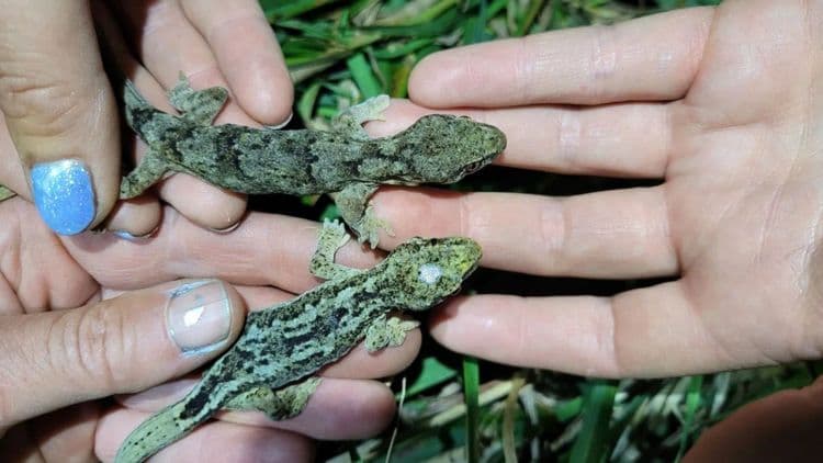 Lagartixas Centenárias da Nova Zelândia Revelam Segredos da Longevidade