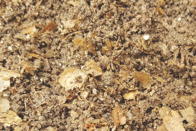 Restos de peixe romano revelam os desafios na identificação de espécies utilizadas em condimentos antigos. Reprodução: Gizmodo