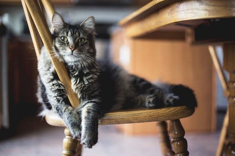 Síndrome do Gato Voador: Riscos e Prevenção em Apartamentos