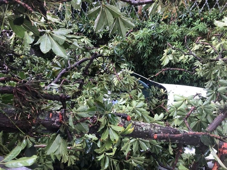 Temporal em SP causa queda de árvores e apagões
