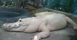 Jacaré Branco Sublinha Importância da Conservação