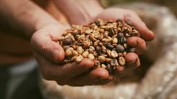 Grão de café: símbolo histórico da economia e da diplomacia brasileiras. Reprodução: Retorno do item 11