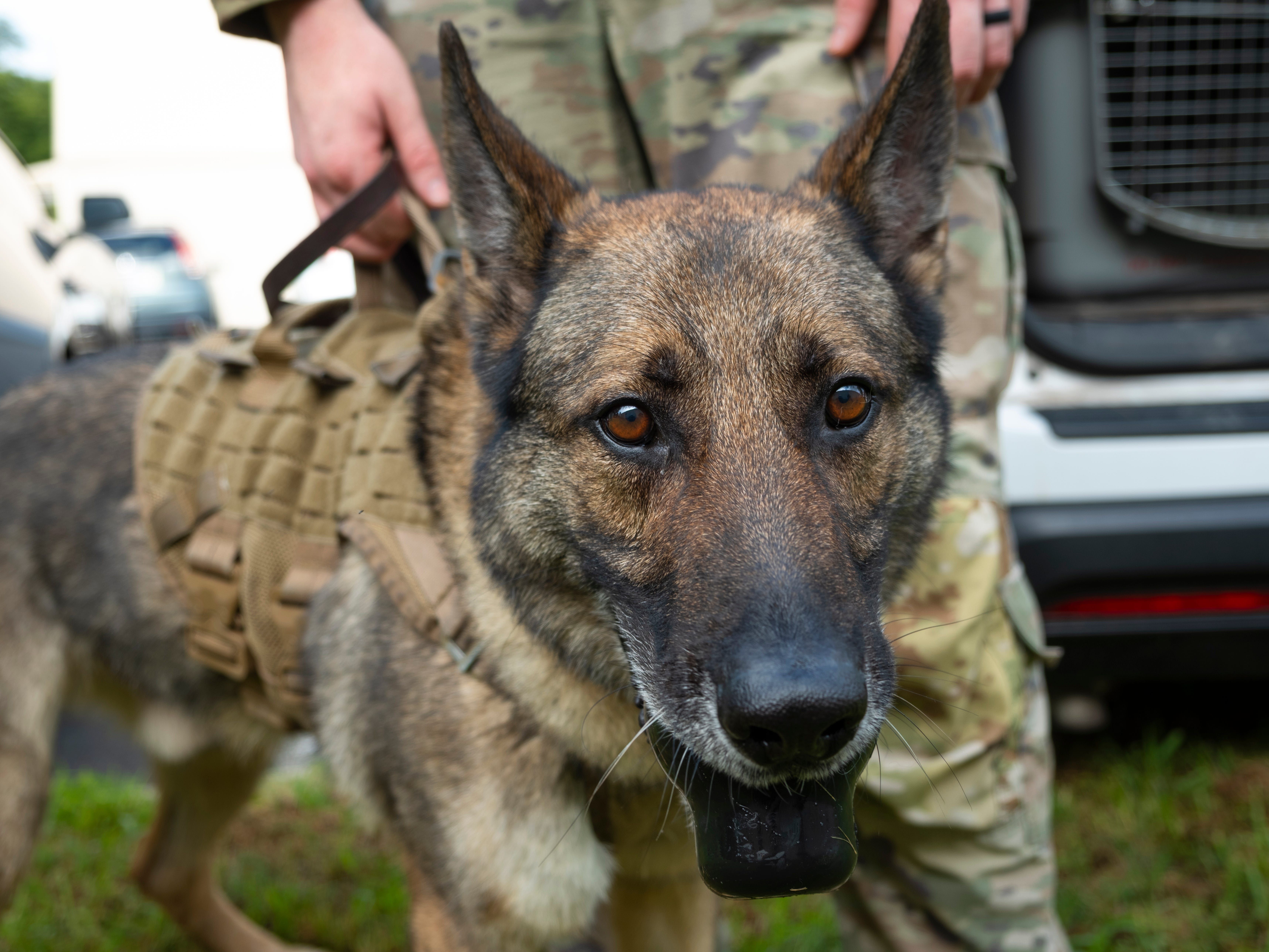 Cães militares dos EUA morreram em canis precários, e outros adoeceram, aponta auditoria do Pentágono.. Reprodução: Businessinsider