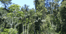 Descubra a Amazônia: Segunda Maior Floresta do Mundo