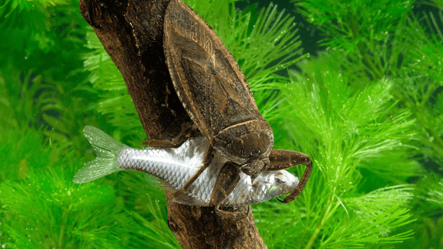 Baratas-d'água gigantes predadores de patos e tartarugas