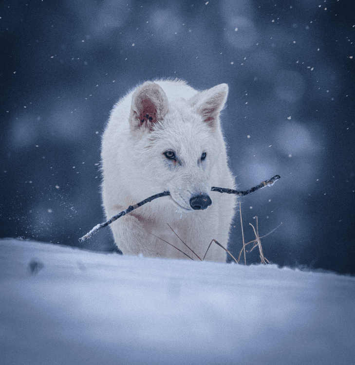 Colossal Biosciences revela os resultados da clonagem do lobo da estepe. Reprodução: TechCrunch