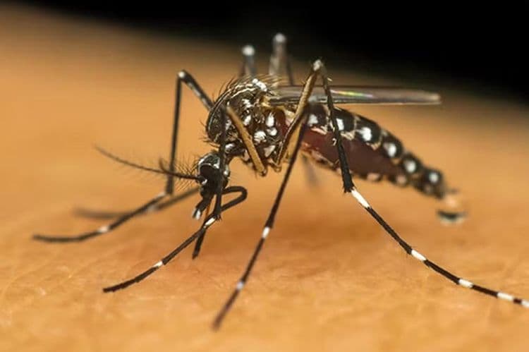 Nove municípios de Sergipe apresentam alto índice de infestação pelo Aedes aegypti, segundo a SES. Reprodução: Globo