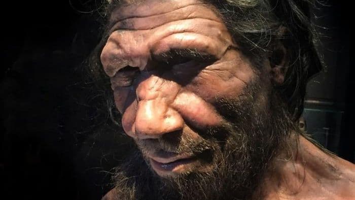 Estudo revela novas informações sobre os neandertais