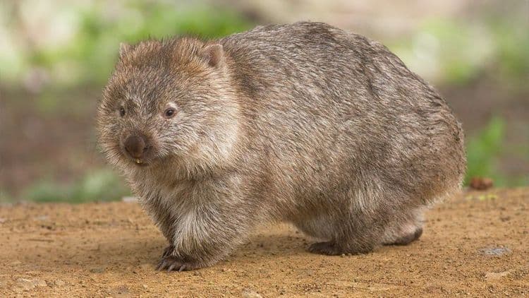 Vombates: os marsupiais que fazem cocô em cubos