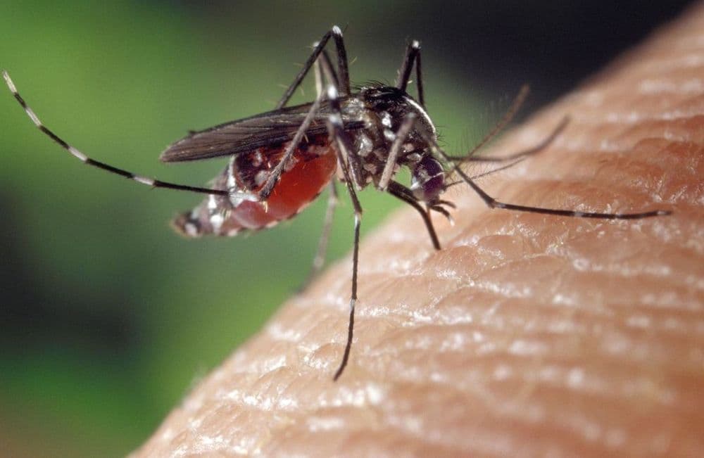 Governo intensifica campanha nacional contra a dengue
