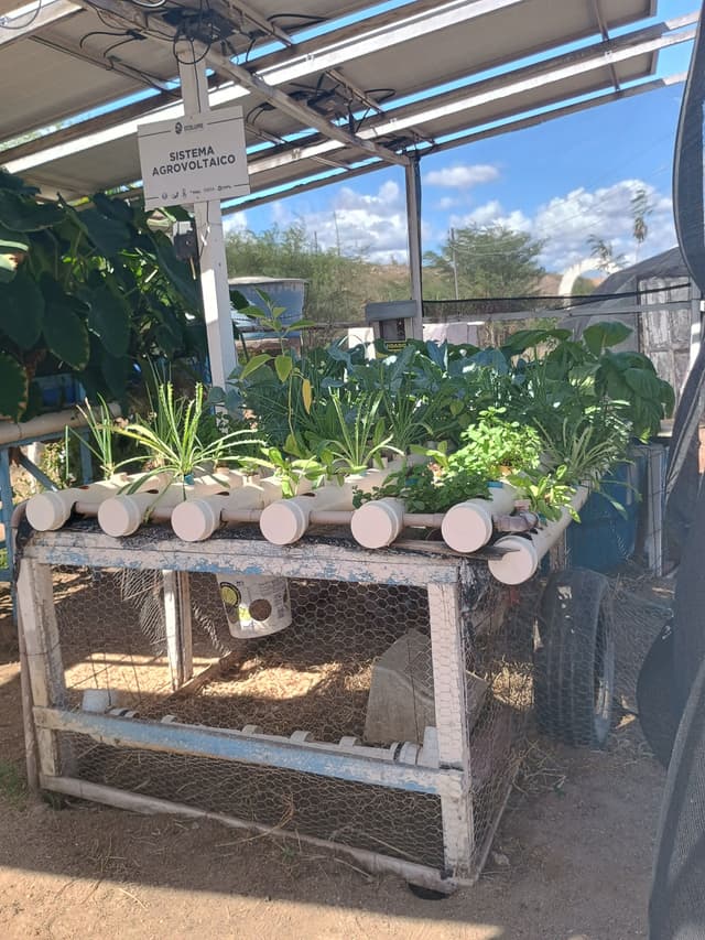 Legenda da imagem. Japão lidera as fazendas agrivoltaicas, com mais de 2 mil instalações; Brasil ainda engatinha no setor. Reprodução: Retorno do item 11