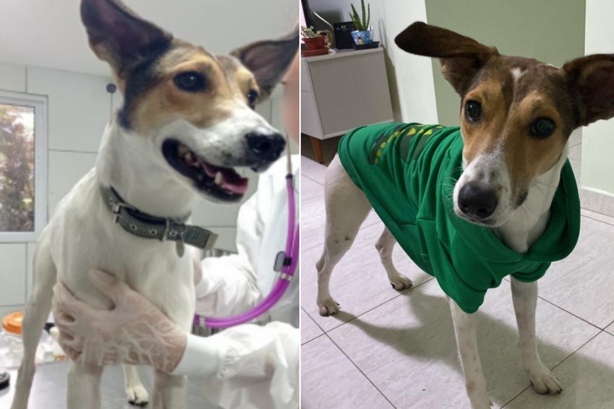 [Homem condenado por maus-tratos a cachorro e proibido de ter animais]. Reprodução: G1