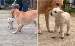 Cordeiro rejeitado é adotado por labrador na Áustria