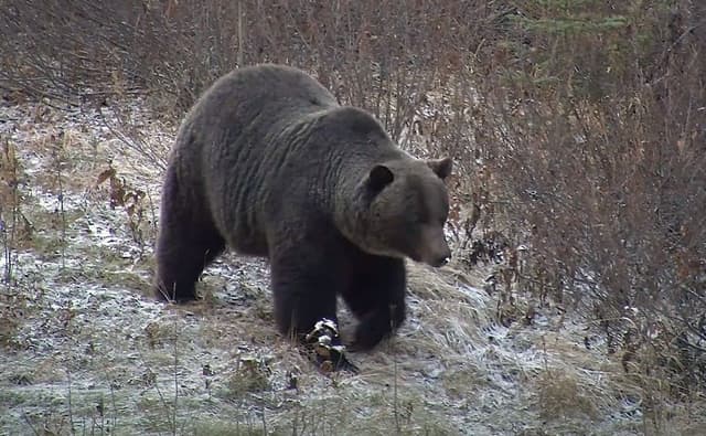Urso pardo ataca caminhada escolar em Bella Coola, Canadá; 11 feridos. Reprodução: O Globo