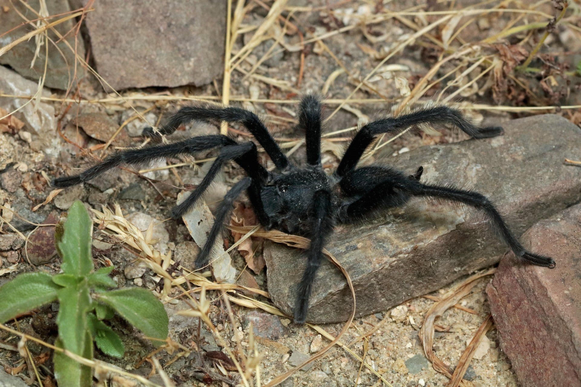 O Satyrex ferox, uma espécie de aranha, destaca-se pelo tamanho dos órgãos sexuais masculinos. Reprodução: Gizmodo