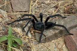 O Satyrex ferox, uma espécie de aranha, destaca-se pelo tamanho dos órgãos sexuais masculinos. Reprodução: Gizmodo