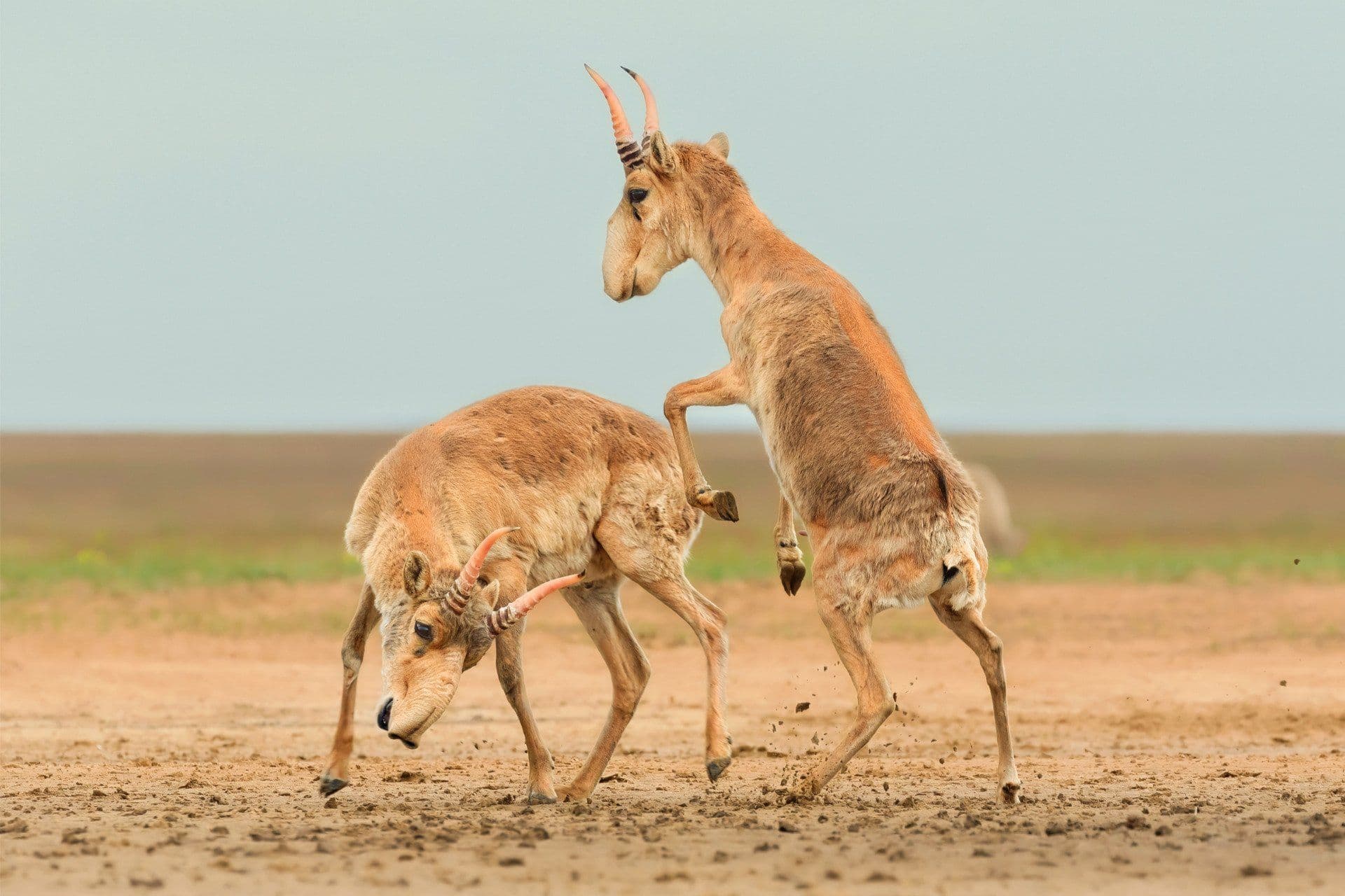 Momentos impressionantes da vida selvagem, incluindo o ataque do sparring saigas. Reprodução: Gizmodo