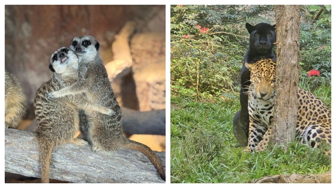 Casal de onças Rudá e Clô, raros exemplos de monogamia entre mamíferos. Reprodução: Globo