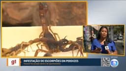 Chef é picado por escorpião em apartamento em Perdizes, levantando alerta sobre infestação na região. Reprodução: Globo