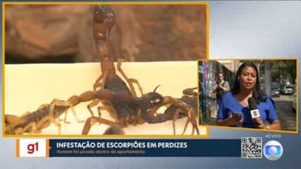 Chef é picado por escorpião em apartamento em Perdizes, levantando alerta sobre infestação na região. Reprodução: Globo