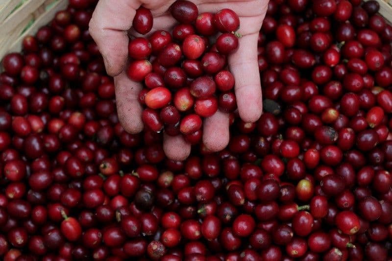Café impulsiona inflação e IGP-10 supera expectativas em fevereiro