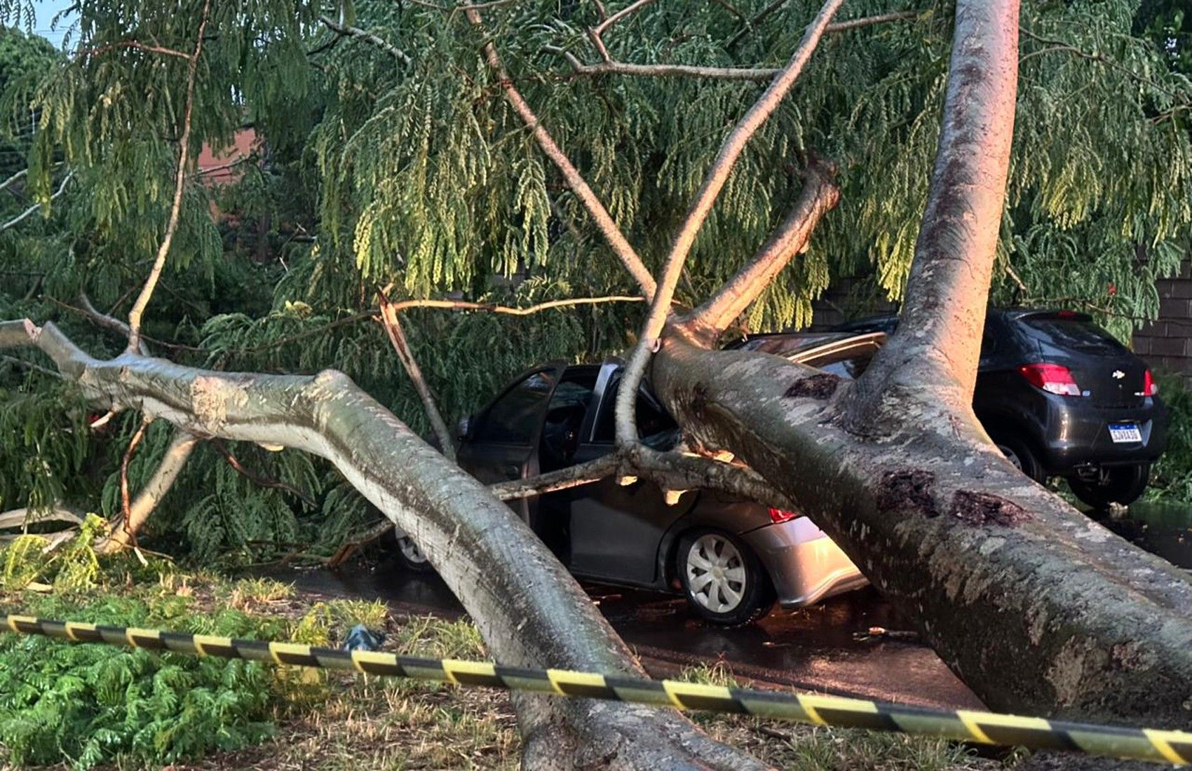 Árvore caiu sobre carro em Ribeirão Preto; motorista ficou ferido.. Reprodução: G1