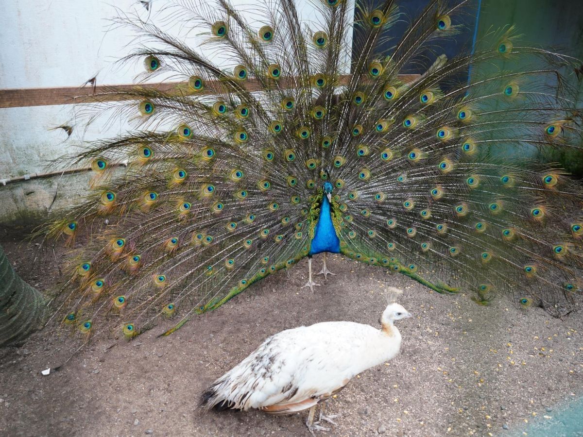 [Parque Ecológico de Mongaguá obtém licença para tornar-se zoológico]. Reprodução: G1